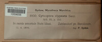 Cytospora clypeata image
